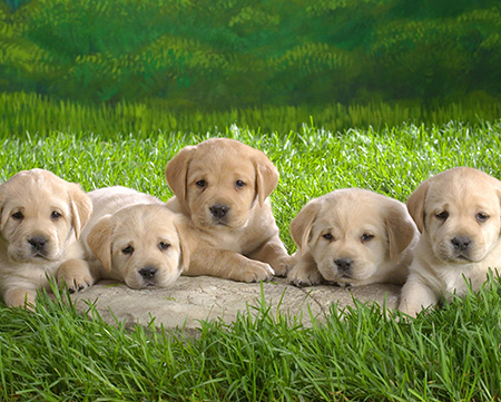 petstar puppies